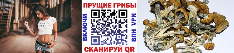 Псилоцибиновые грибы прущие грибы  omg зеркало  Плёс  купить наркоту 